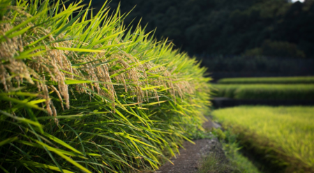 可持续“食”尚生活节招募 | “稻”亦有道，解密稻田里的东方智慧