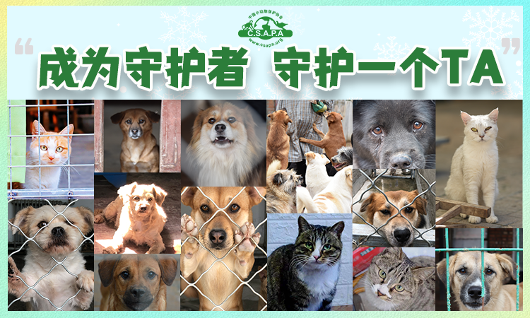 守护一个TA 动保守护者登记