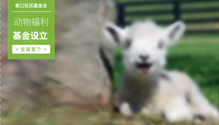 动物福利微基金【项目编号15】