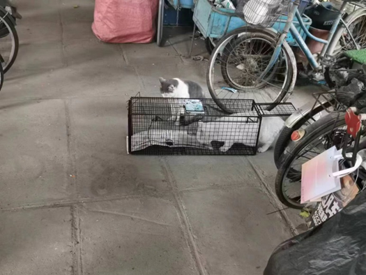 北京812忠犬之家流浪猫TNR1.png