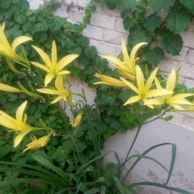 张榴清