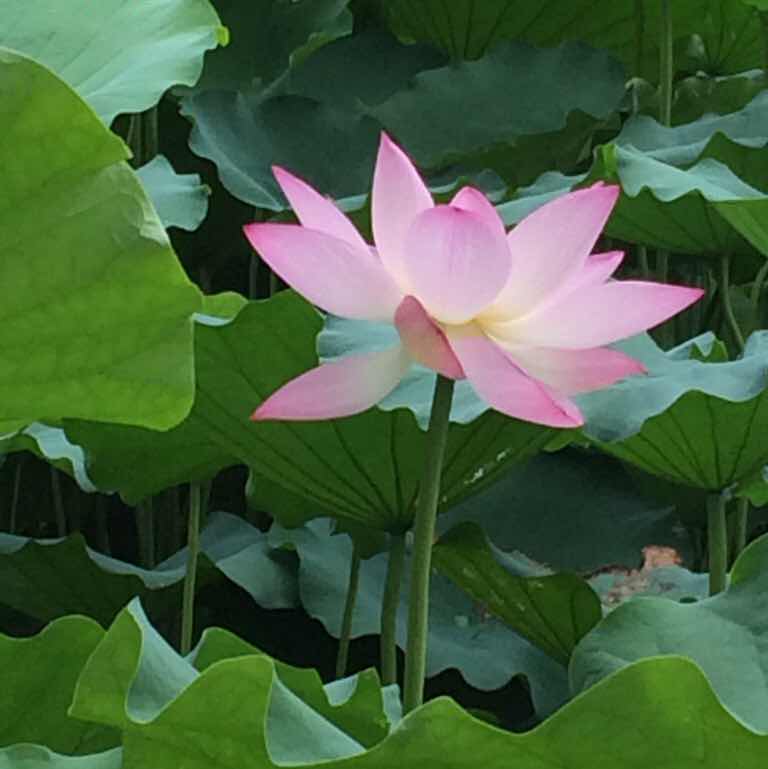段