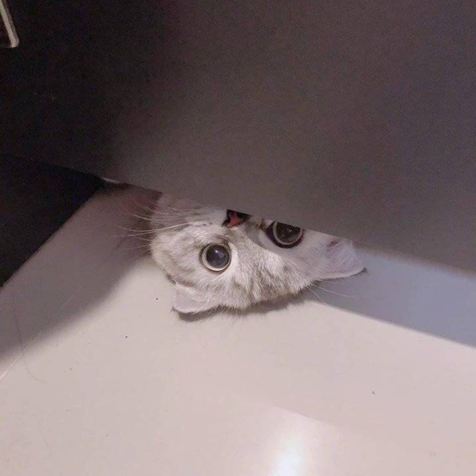 代雯羽